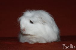 denna