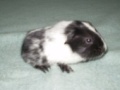 bartolomeo