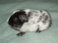 beniamino