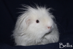 fili