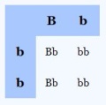 pigment_bezpigment