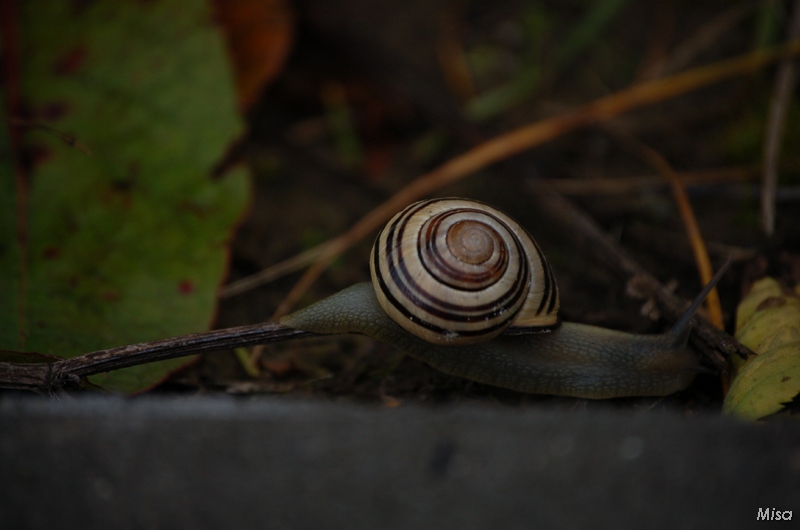 DSC_1501