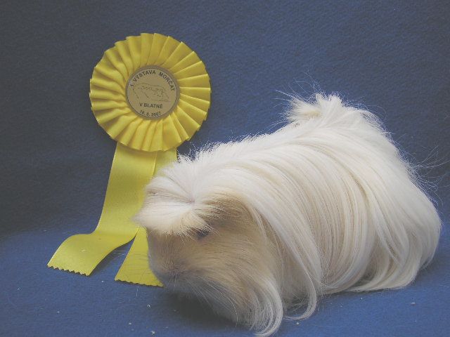 http://www.morcata.cz/cavia-bohemia/zblatnac.jpg